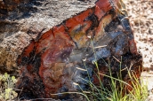 Intérieur très coloré d'un tronc pétrifié dans Petrified Forest