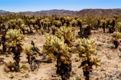 Cholla Cactus à perte de vue dans Joshua Tree National Park