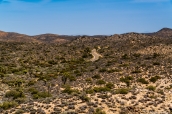 La route traverse le désert de pierres et les forêts d'arbres de Josué dans Joshua Tree National Park