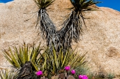 Au printemps, les cactus en fleurs contrastent avec la couleur du ciel et de la pierre dans Joshua Tree National Park