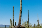 Les cactus saguaro prennent des formes parfois très originales
