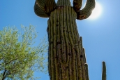 Les saguaro atteignent parfois 15 mètres de haut