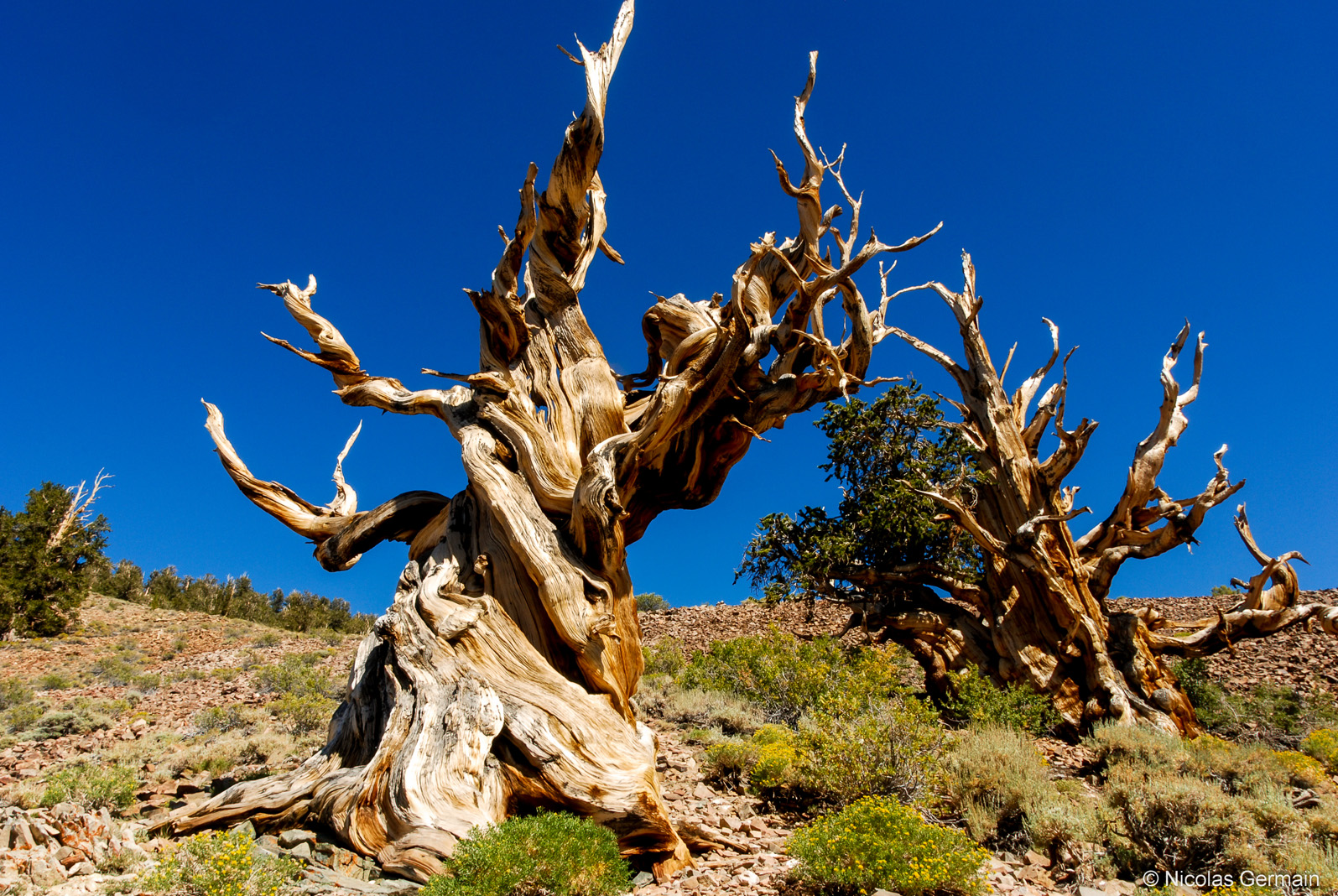 Deux pins Bristlecon sur le chamin Discovery Trail dans Ancient Bristlecone Pine Forest, Californie