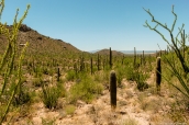 Cactus saguaro poussant près de Valley View Overlook