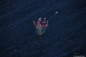 Certaines fleurs et plantes parviennent à pousser au milieu de la roche volcanique