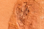 Empreinte fossilisée de dinosaure dans Coyote Buttes South, Arizona