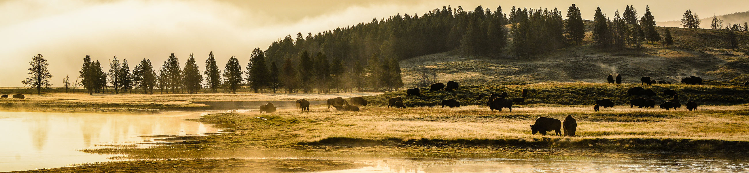 Bisons dans Yellowstone
