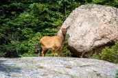 Jeune wapiti dans Rocky Mountain National Park, Colorado