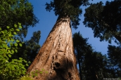 Séquoia géant de Sequoia National Park, Californie
