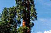 Séquoias géants de Big Trees Trail, Sequoia National Park