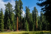 Forêt de séquoias géants sur le sentier Big Trees Trail, Sequoia National Park