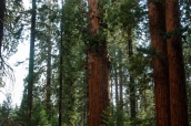 General Sherman, le plus gros séquoia du monde, dans Sequoia National Park, Californie