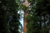 Le séquoia General Grant, l'un des plus gros du monde, dans Kings Canyon National Park, Californie