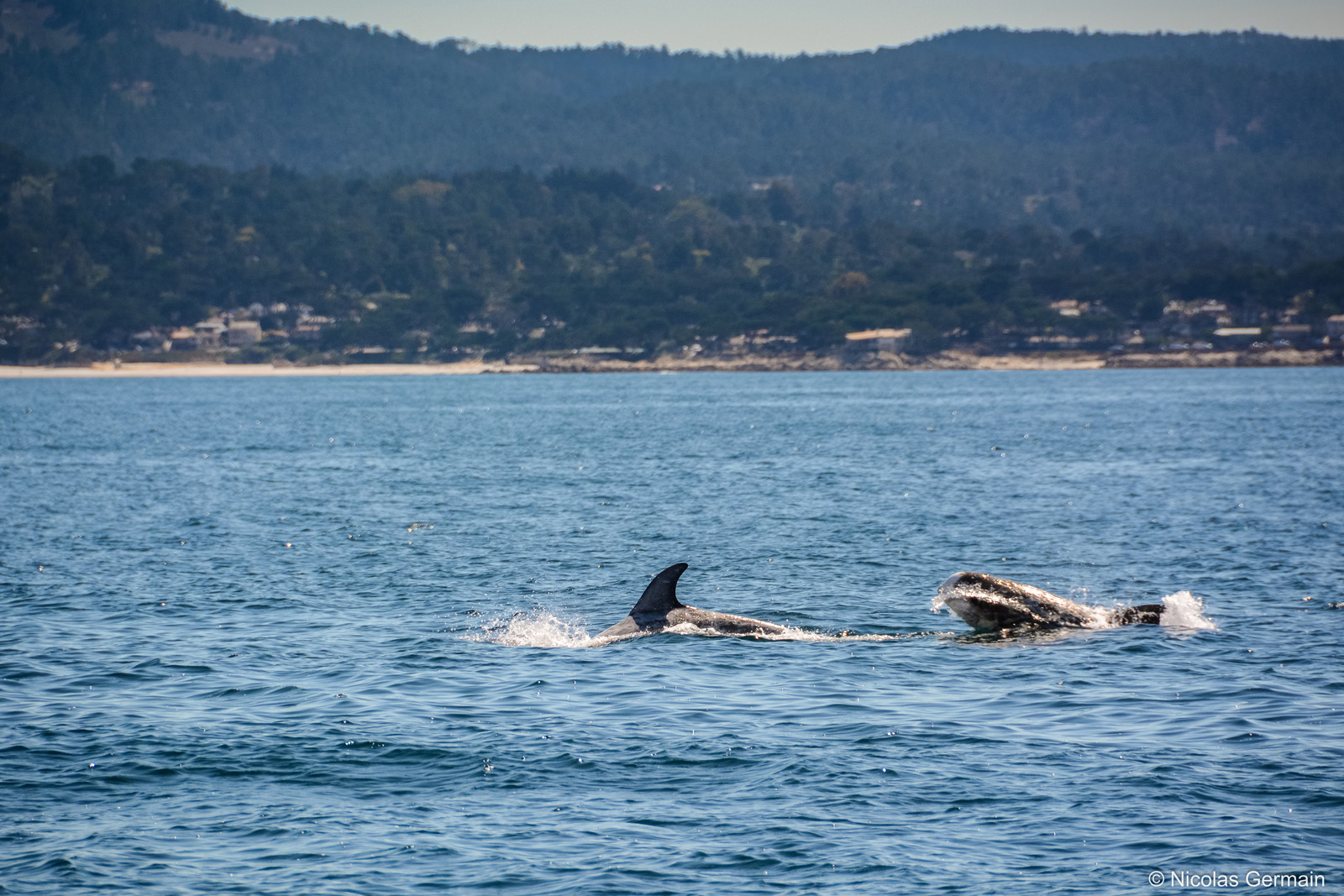 Dauphins Risso dans la baie de Monterey, Californie