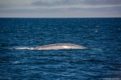 Baleine bleue (blue whale) dans la baie de Monterey, Californie