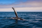 Baleine à bosse (humpback whale) dans la baie de Monterey, Californie