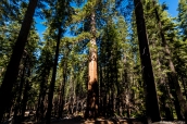 Sequoias géants dans Mariposa Grove, Yosemite National Park