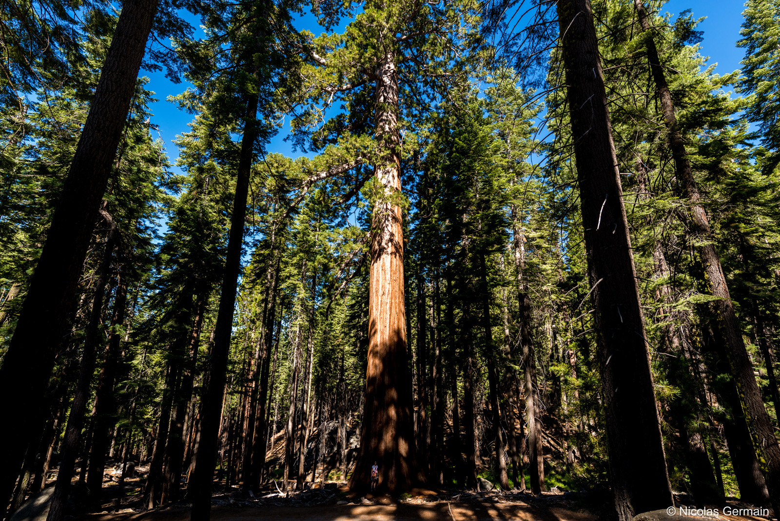 yosemite-sequoia-mariposa-grove