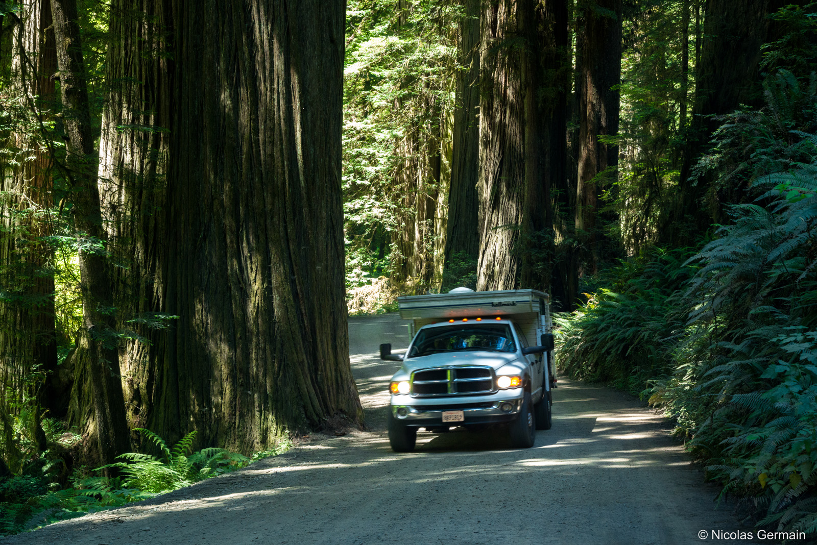 Séquoias génats de Howland Hill Road dans Jedediah Smith Redwoods State Park, Californie