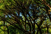 D'autres arbres, comme les érables (maple tree) recouverts de lichen, sont visibles à Tall Trees Grove, Redwood National Park