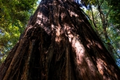 Séquoia géant en contre-plongée dans Tall Trees Grove, Redwood National Park
