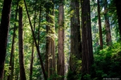 Atmosphère envoutante dans la forêt de séquoias de Prairie Creek Redwoods State Park sur James Irvine Trail