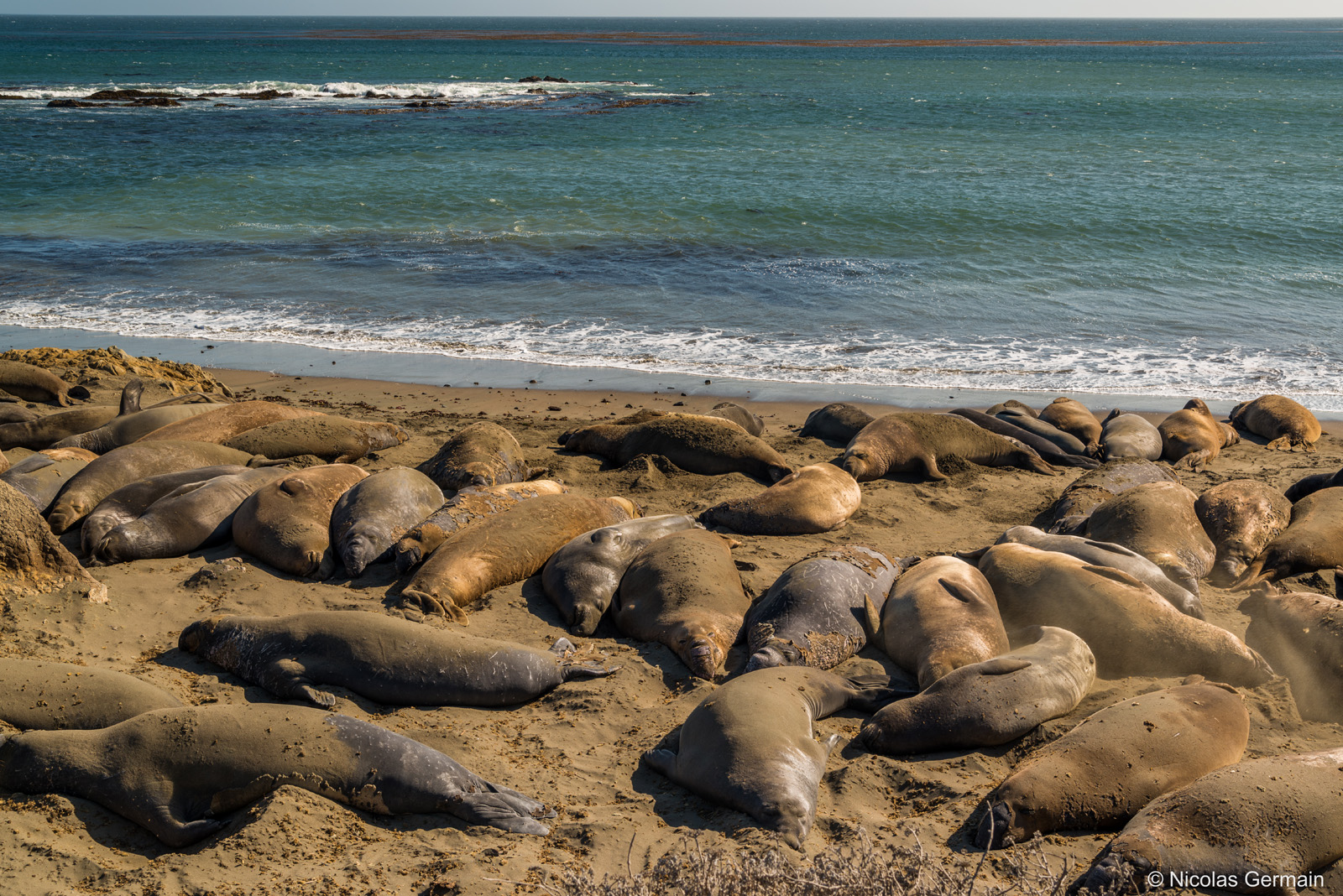 Colonie d'éléphants de mer (elephant seal) sur la côte pacifique de Californie au sud de Big Sur