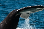 Gros plan sur la queue d'une baleine à bosse dans la baie de Monterey, Californie