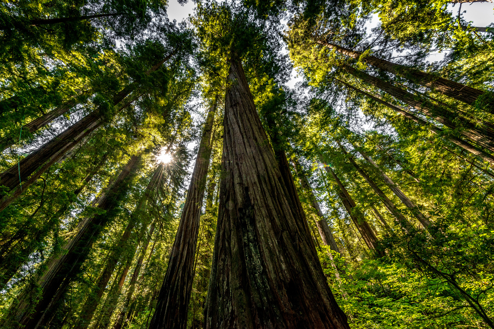 Sequoias dans Redwood en Californie