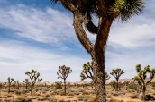 Arbres de Josué dans le désert de Joshua Tree National Park