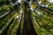 Séquoia géant de Stout Grove dans Jedediah Smith Redwoods State Park, Californie