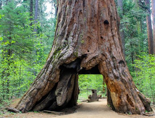 Tempête en Californie : Yosemite fermé, un célèbre séquoia géant déraciné