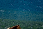Cheval semi-sauvage à Ruby Lake National Wildlife Refuge, Nevada
