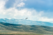 Ibis survolant Ruby Lake, Nevada