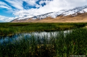 Paysage de marais et de hautes herbes entourées des Ruby Mountains à Ruby Lake National Wildlife Refuge, Nevada
