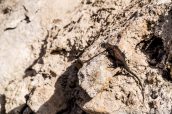 Yarrow's Spiny Lizard dans Chiricahua