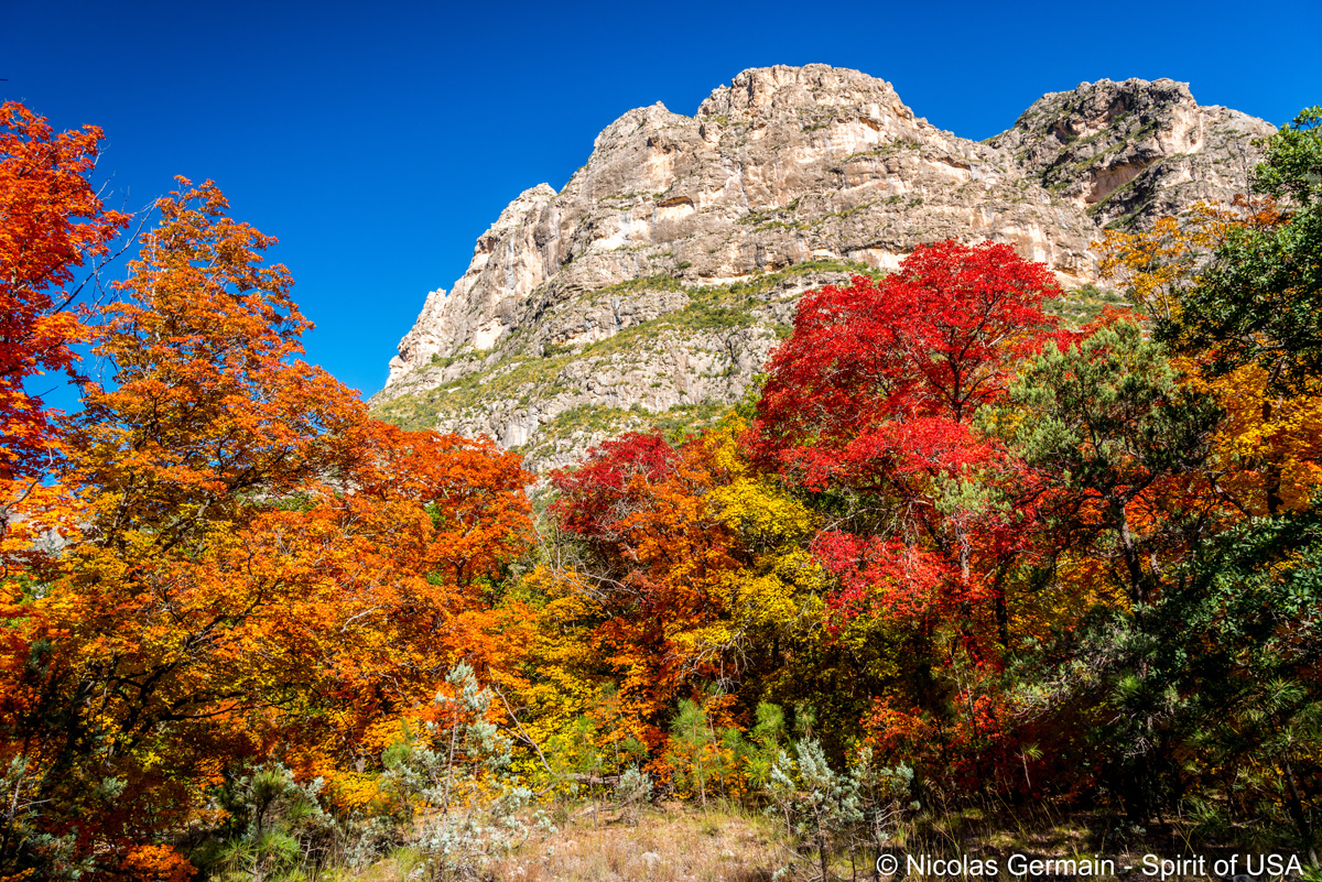 Paysage et végétation colorée de McKittrick Canyon dans Guadalupe Mountains National Park