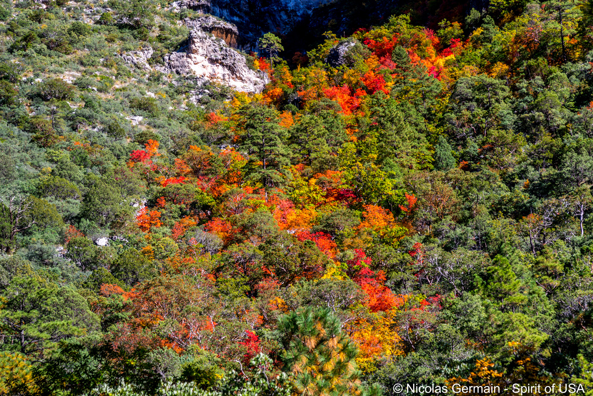 Détail des arbres colorés de McKittrick Canyon, Guadalupe Mountains