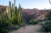 Organ Pipe Cactus le long du sentier d'Estes Canyon vers Bull Pasture