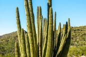 Exemple d'Organ Pipe Cactus