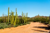 Senita Basin Road bordée d'organ pipe et de saguaros