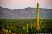 Saguaro dans Organ Pipe Cactus au coucher du soleil