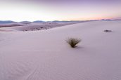 Herbes alcali sur les dunes de White Sands après le coucher du soleil