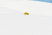 Une bigelovie puante en fleur au milieu des dunes blanches de White Sands, Nouveau-Mexique