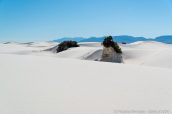 Végétation sur de buttes de gypse entre les dunes de White Sands