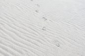 Traces de pas d'un randonneur sur une dune de White Sands