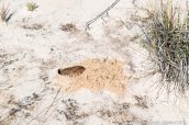 Gaufre ou rat à poche creusant un tunnel dans le sable de White Sands