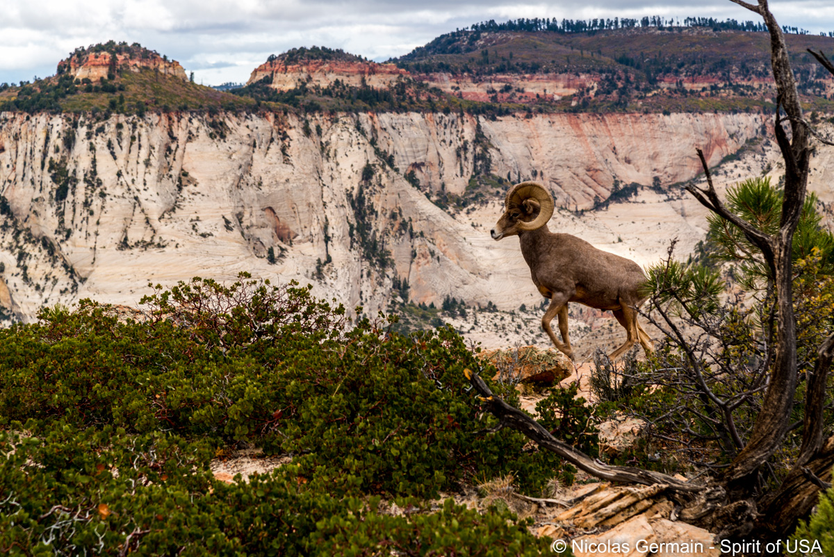 Un bighorn (mouflon) en haut de Deertrap Mountain, Zion