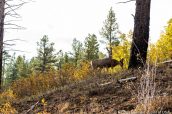 Mule deer (cerf mulet) près du sentier de Cable et Deertrap Mountain, Zion