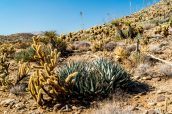 Cholla Cactus et agaves font partie de la végétation d'Anza Borrego Desert